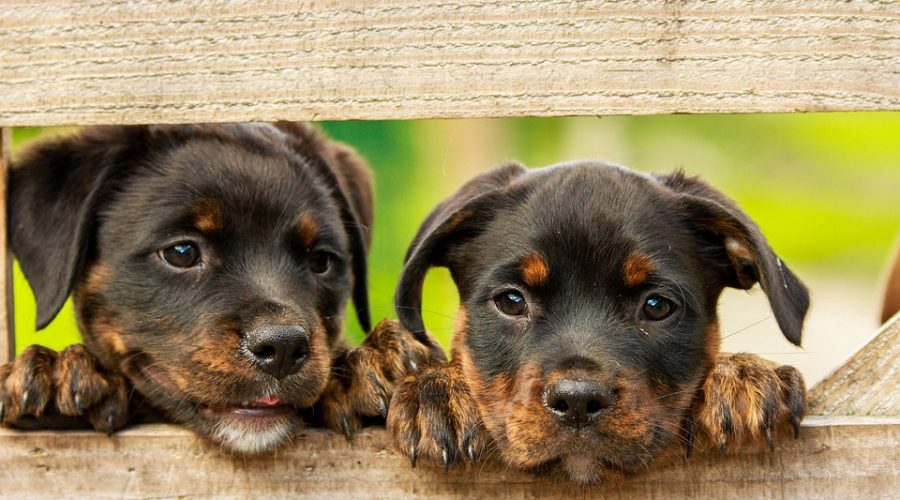 Dogs